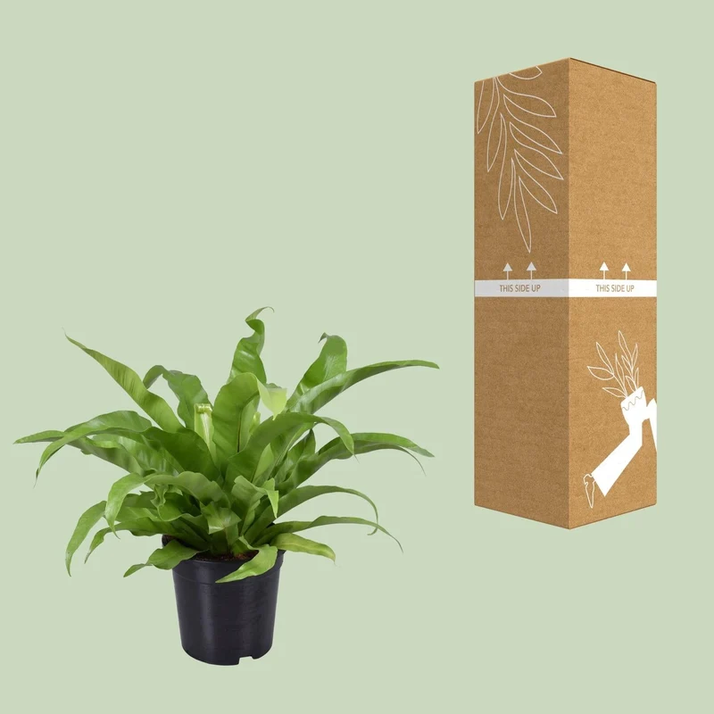 Asplenium antiquum – Nestfarn – verschiedene Größen - 25-60 cm hoch