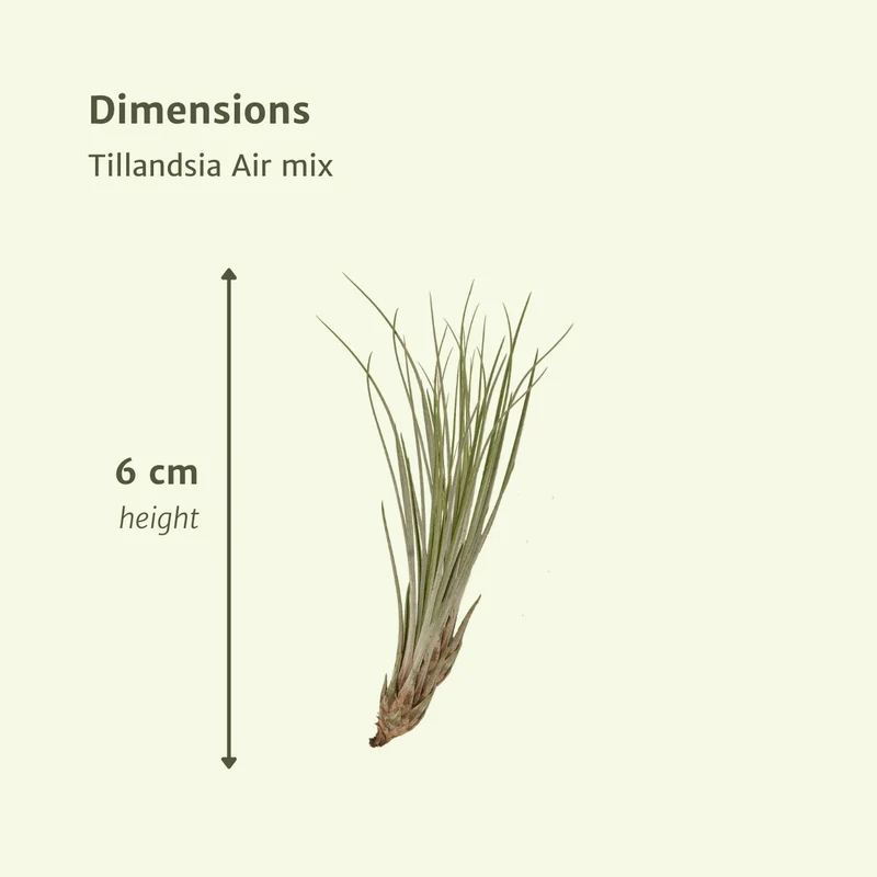 Tillandsia Air Mix – Luftpflanzen – 20 Stück – ca. 6 cm groß