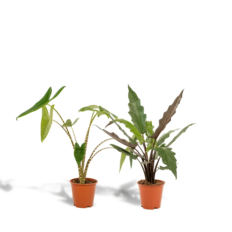 Alocasia zebrina & Alocasia lauterbachiana – Elefantenohr – 2 Pflanzen – 19 cm Topf, 75 cm hoch
