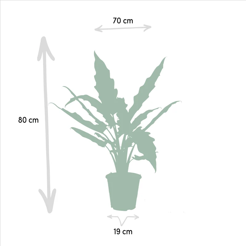 Alocasia zebrina & Alocasia lauterbachiana – Elefantenohr – 2 Pflanzen – 19 cm Topf, 75 cm hoch