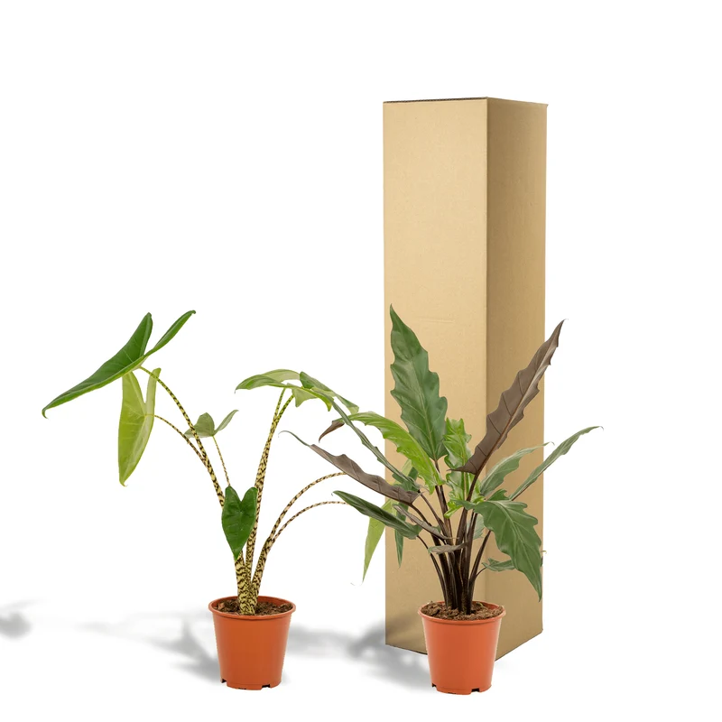 Alocasia zebrina & Alocasia lauterbachiana – Elefantenohr – 2 Pflanzen – 19 cm Topf, 75 cm hoch