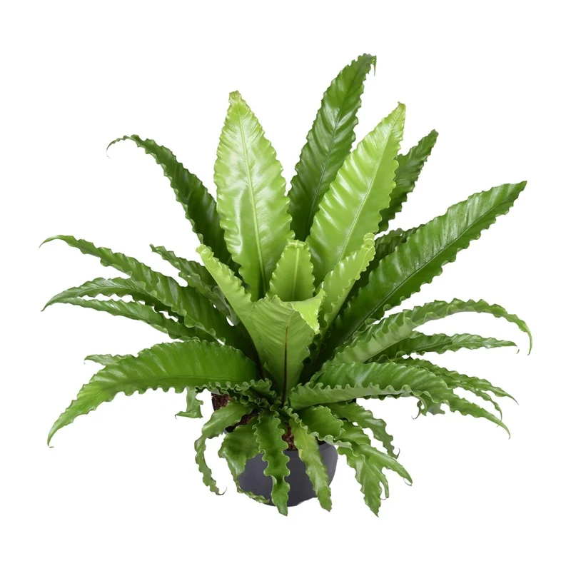 Asplenium antiquum ‘Osaka’ – Nestfarn – 23 cm Topf, 40-60 cm hoch