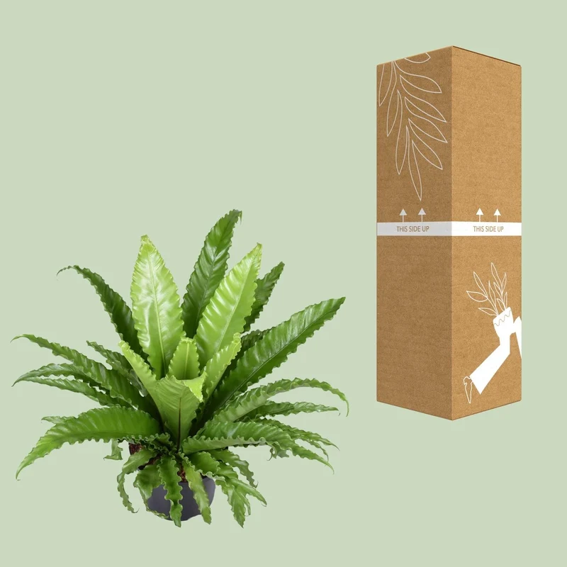 Asplenium antiquum ‘Osaka’ – Nestfarn – 23 cm Topf, 40-60 cm hoch