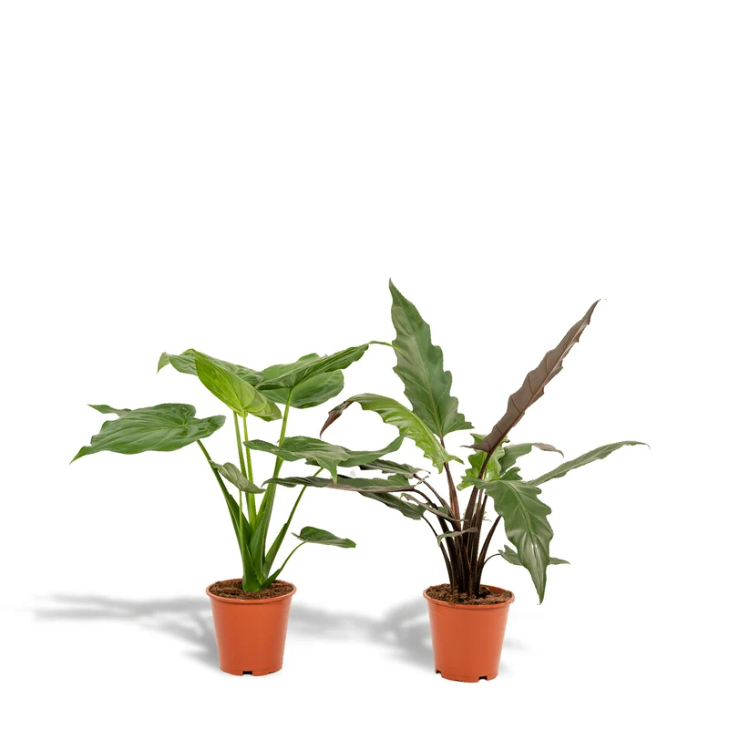 Alocasia cucullata & Alocasia lauterbachiana – Elefantenohr – 2 Pflanzen – 19 cm Topf, ca. 60–75 cm hoch