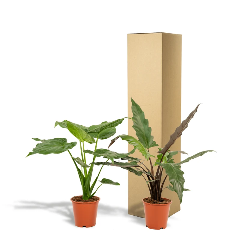 Alocasia cucullata & Alocasia lauterbachiana – Elefantenohr – 2 Pflanzen – 19 cm Topf, ca. 60–75 cm hoch