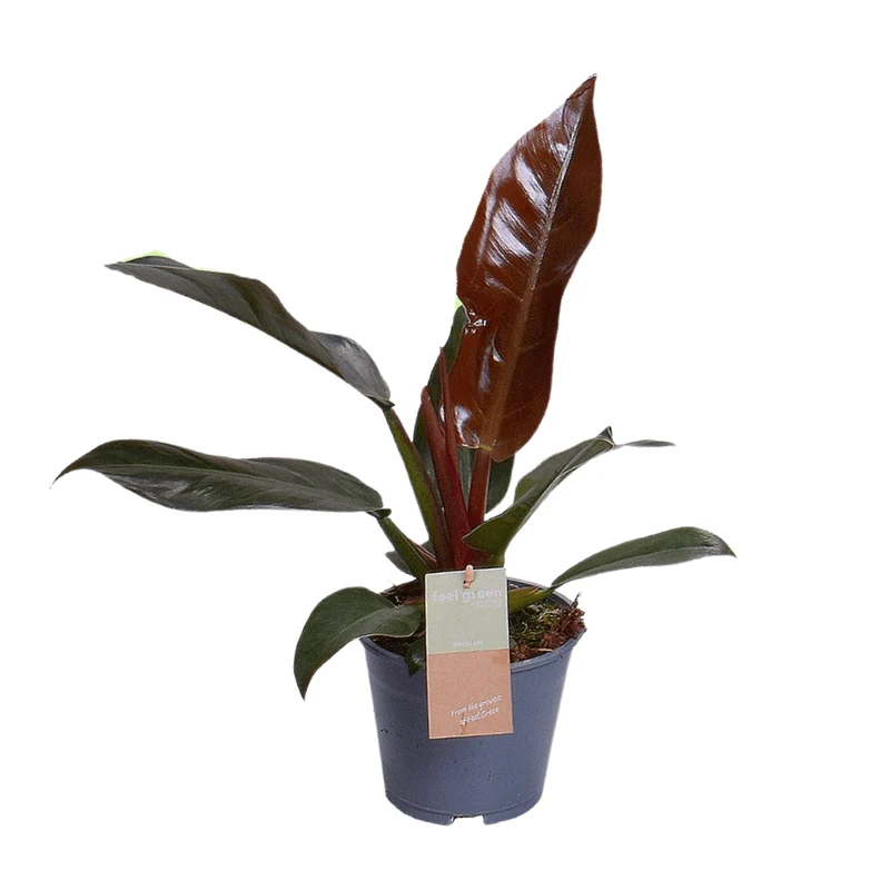 Philodendron Imperial Red ‘Feel Green’ – Baumfreund – 14 cm Topf, 35 cm hoch