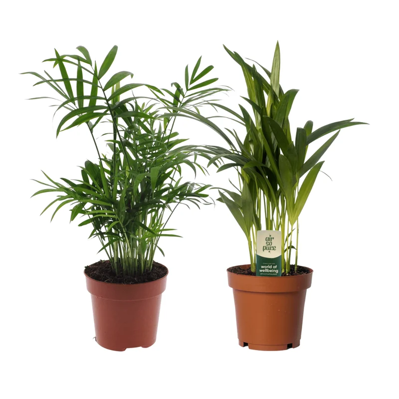 Dypsis lutescens/Chamadorea Duo - 2 stk - Ø12cm - ↕40cm