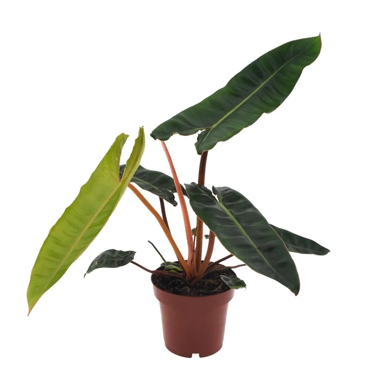 Philodendron billietiae – Baumfreund – 12 cm Topf, 25 cm hoch