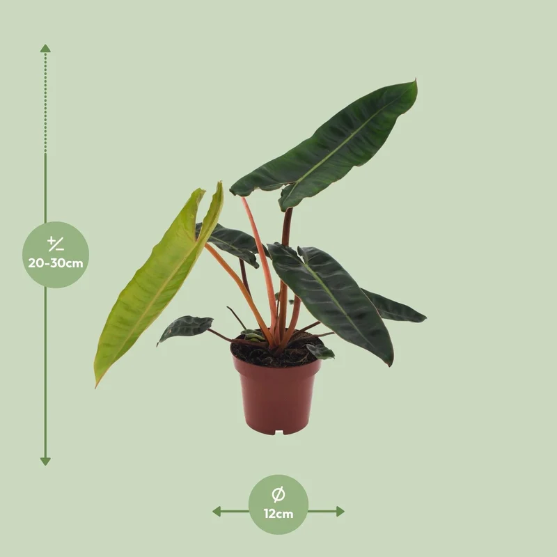 Philodendron billietiae – Baumfreund – 12 cm Topf, 25 cm hoch