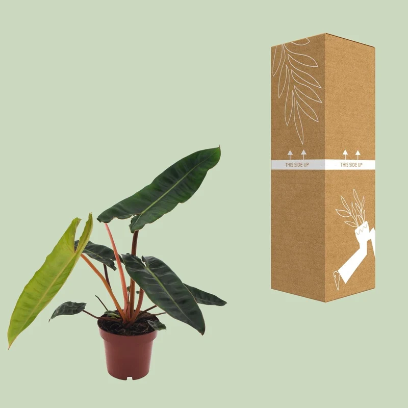 Philodendron billietiae – Baumfreund – 12 cm Topf, 25 cm hoch