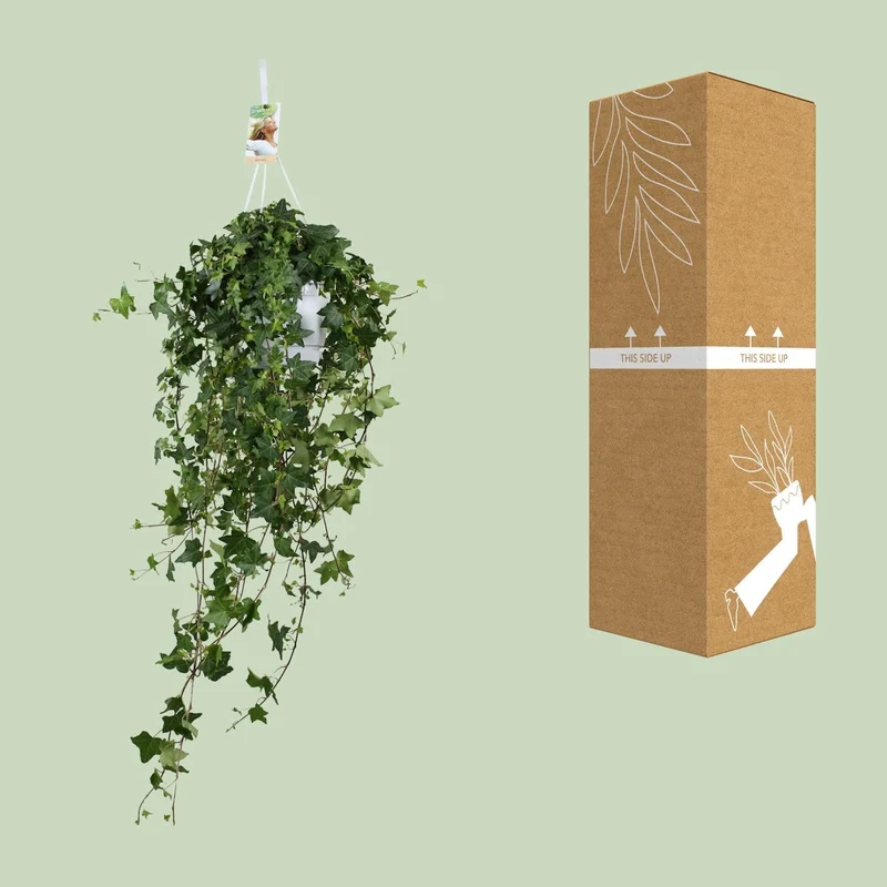 Hedera helix ‘Pitsburg’ – Efeu – Hängepflanze XXL – 17-24 cm Topf