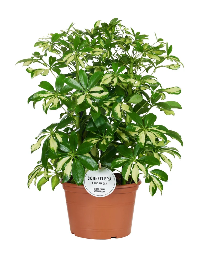 Schefflera ‘Gerda’ – Strahlenaralie – 35-55 cm hoch