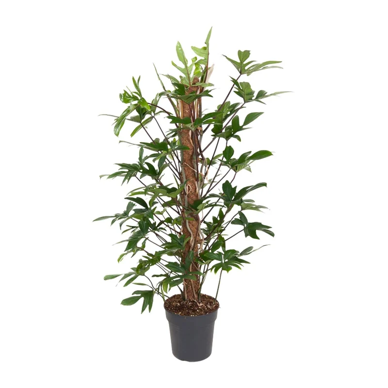 Philodendron pedatum – Baumfreund – 24 cm Topf, 120 cm hoch