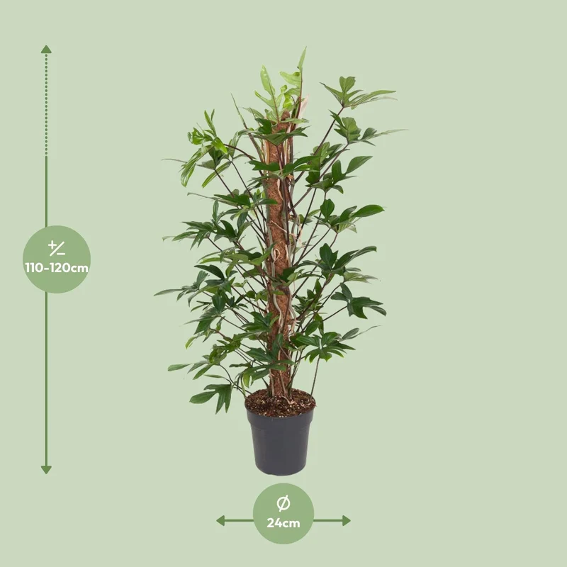 Philodendron pedatum – Baumfreund – 24 cm Topf, 120 cm hoch