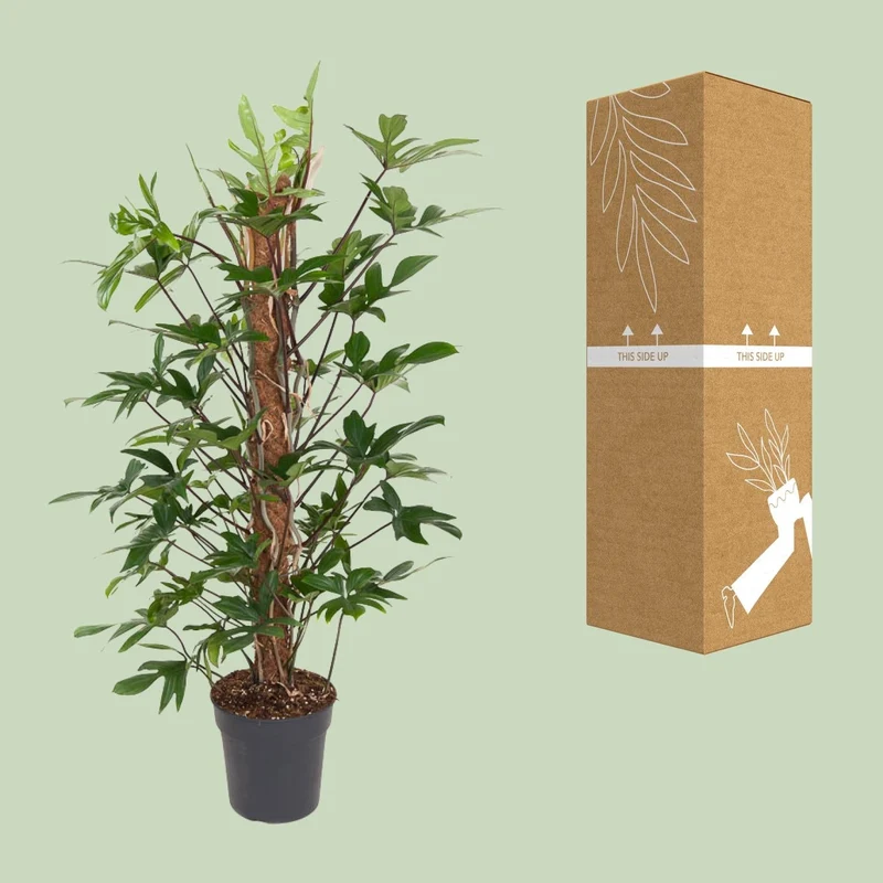 Philodendron pedatum – Baumfreund – 24 cm Topf, 120 cm hoch