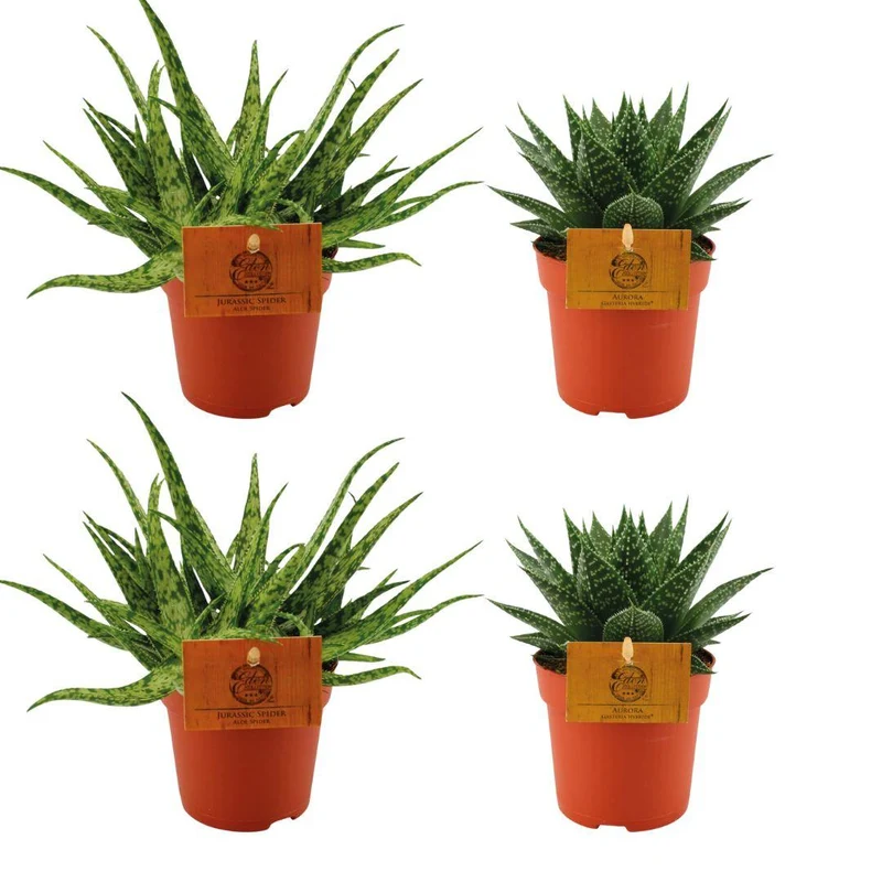 Aloe 'Spider' & Gasteria hybrid 'Aurora' – 4 planter – 10,5 cm potte, 10 cm høj