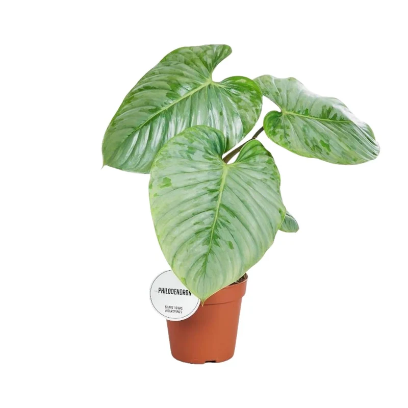 Philodendron sodiroi – Baumfreund – 15 cm Topf, 45 cm hoch