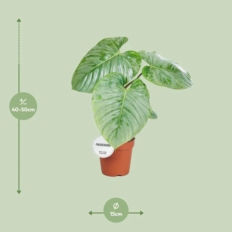 Philodendron sodiroi – Baumfreund – 15 cm Topf, 45 cm hoch