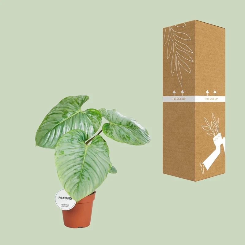 Philodendron sodiroi – Baumfreund – 15 cm Topf, 45 cm hoch