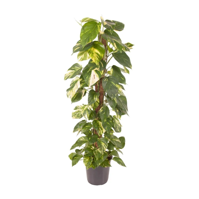 Epipremnum pinnatum – Efeutute – 24 cm Topf, 120 cm hoch