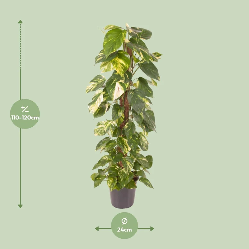 Epipremnum pinnatum – Efeutute – 24 cm Topf, 120 cm hoch