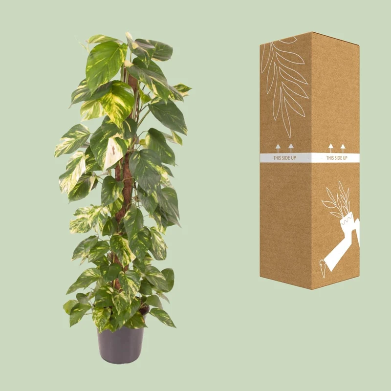 Epipremnum pinnatum – Efeutute – 24 cm Topf, 120 cm hoch