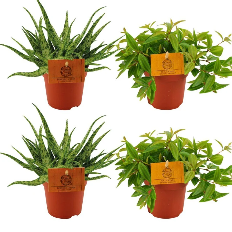 Aloe ‘Spider’ & Peperomia angulata ‘Rocca Vivace’ – 4 Pflanzen – 10,5 cm Topf, 10 cm hoch