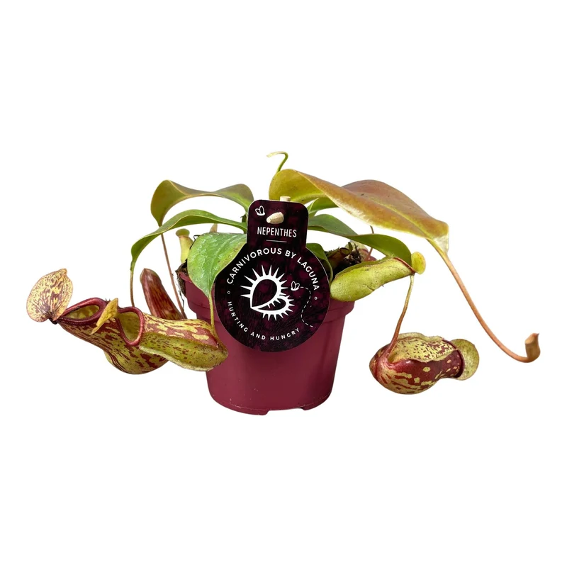 Nepenthes ‘Gaya’ – Kannenpflanze – 12 cm Topf, 17 cm hoch