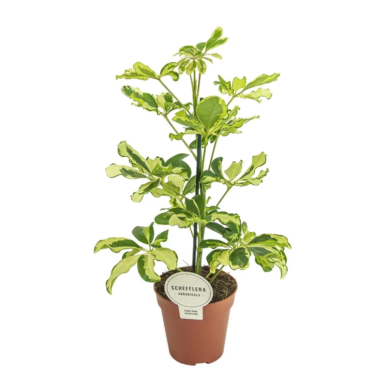 Schefflera ‘Charlotte’ – Strahlenaralie – 13 cm Topf, 45 cm hoch