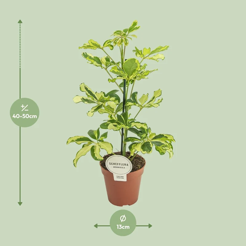 Schefflera ‘Charlotte’ – Strahlenaralie – 13 cm Topf, 45 cm hoch