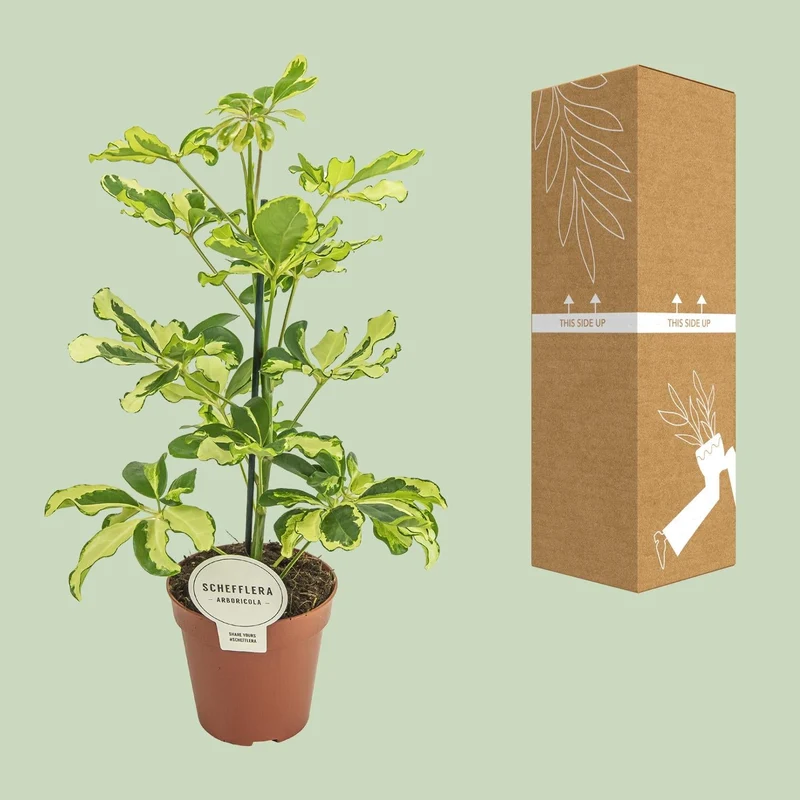 Schefflera ‘Charlotte’ – Strahlenaralie – 13 cm Topf, 45 cm hoch