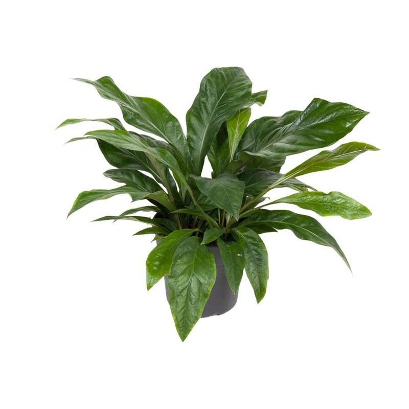 Anthurium ‘Jungle Bush’ – Flamingoblume – 30 cm Topf, 70 cm hoch