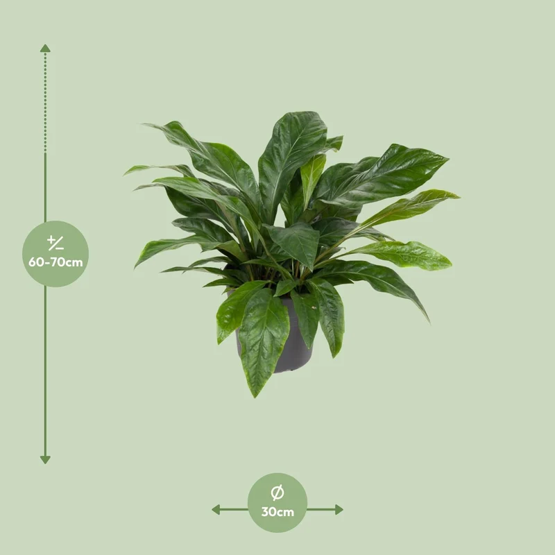 Anthurium ‘Jungle Bush’ – Flamingoblume – 30 cm Topf, 70 cm hoch