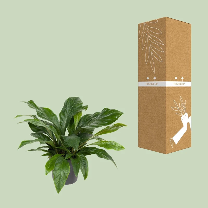 Anthurium ‘Jungle Bush’ – Flamingoblume – 30 cm Topf, 70 cm hoch