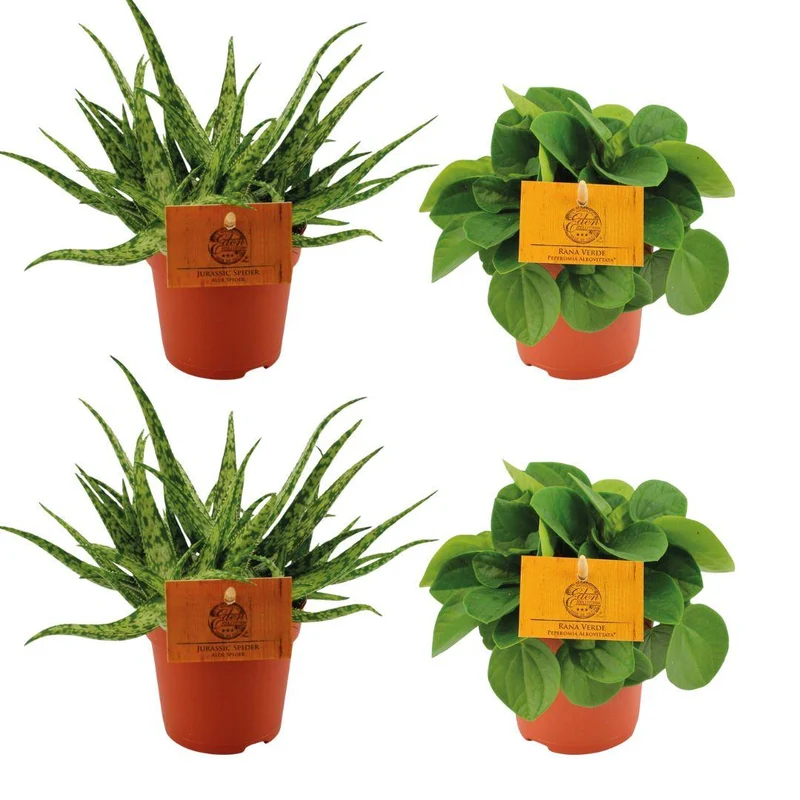 2x Aloe ‘Spider’ & 2x Peperomia ‘Rana Verde’ – 4 Pflanzen – 10,5 cm Topf, 10 cm hoch
