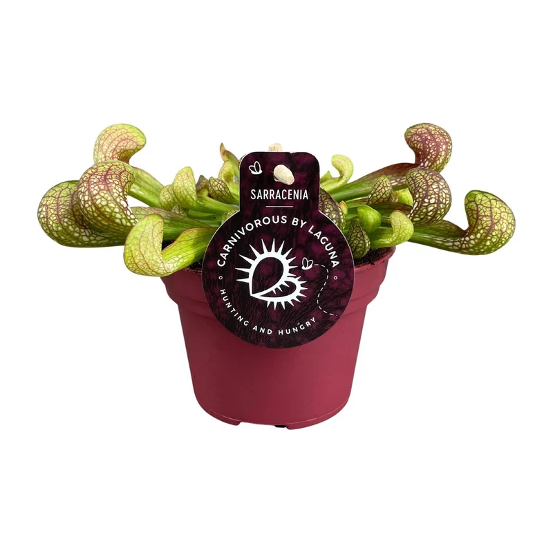 Sarracenia – Schlauchpflanze – verschiedene Sorten – 12 cm Topf