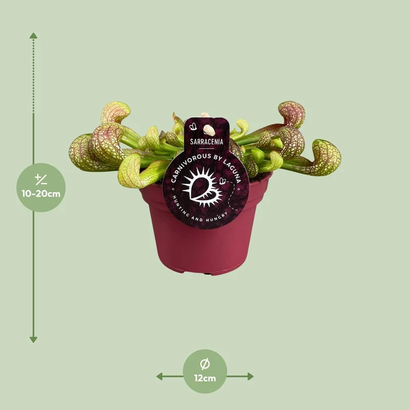 Sarracenia – Schlauchpflanze – verschiedene Sorten – 12 cm Topf