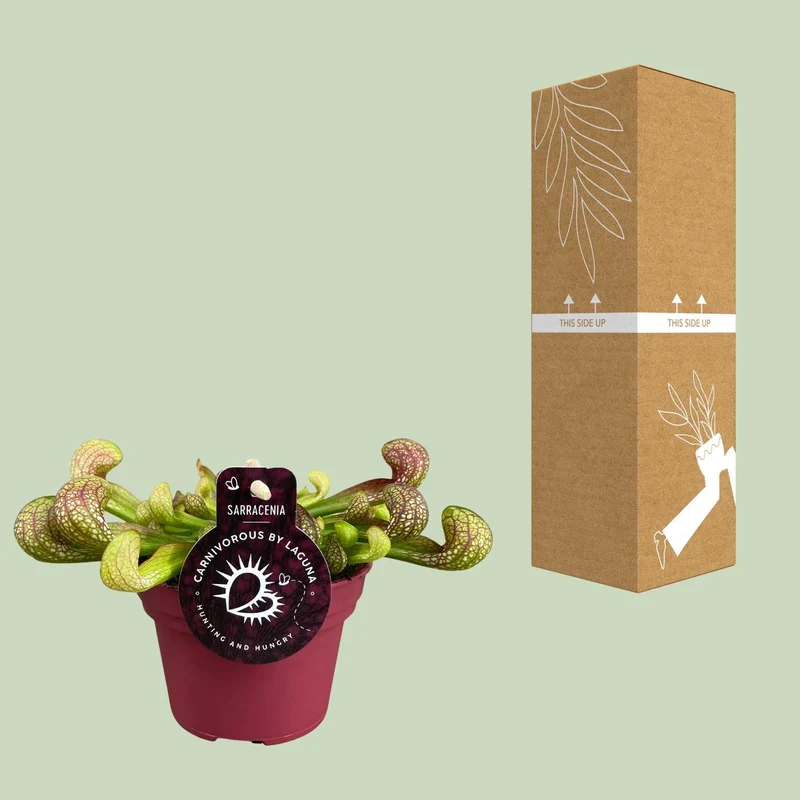 Sarracenia – Schlauchpflanze – verschiedene Sorten – 12 cm Topf