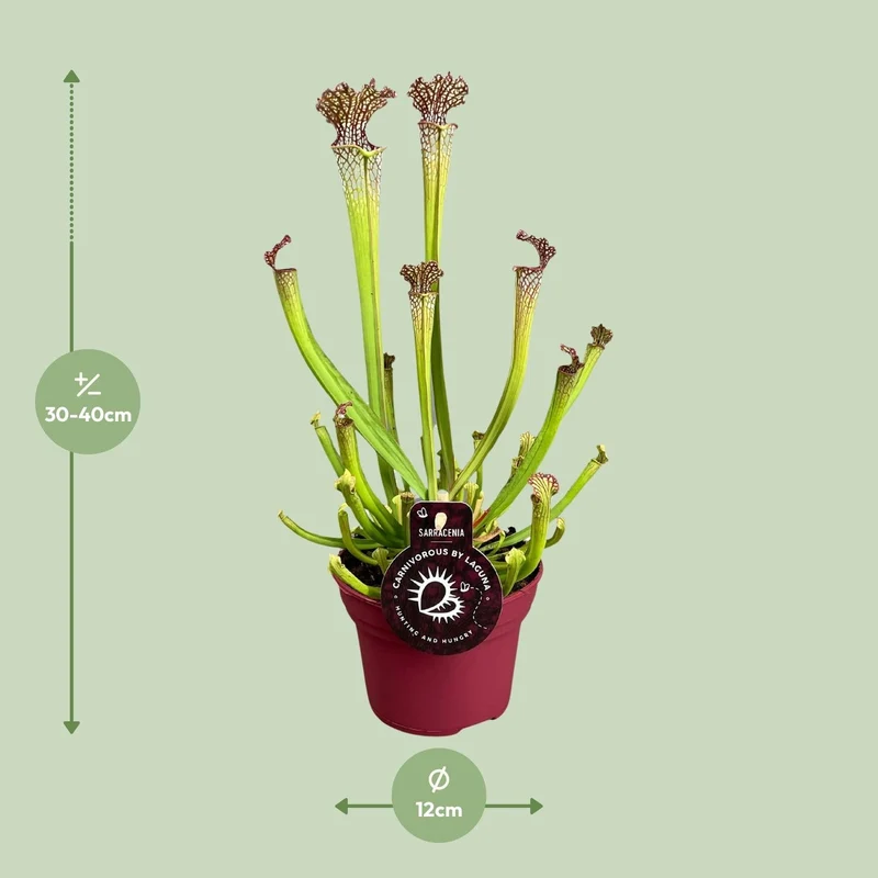Sarracenia – Schlauchpflanze – verschiedene Sorten – 12 cm Topf