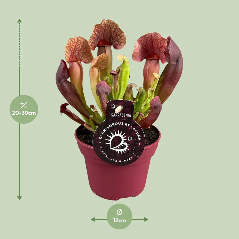 Sarracenia – Schlauchpflanze – verschiedene Sorten – 12 cm Topf