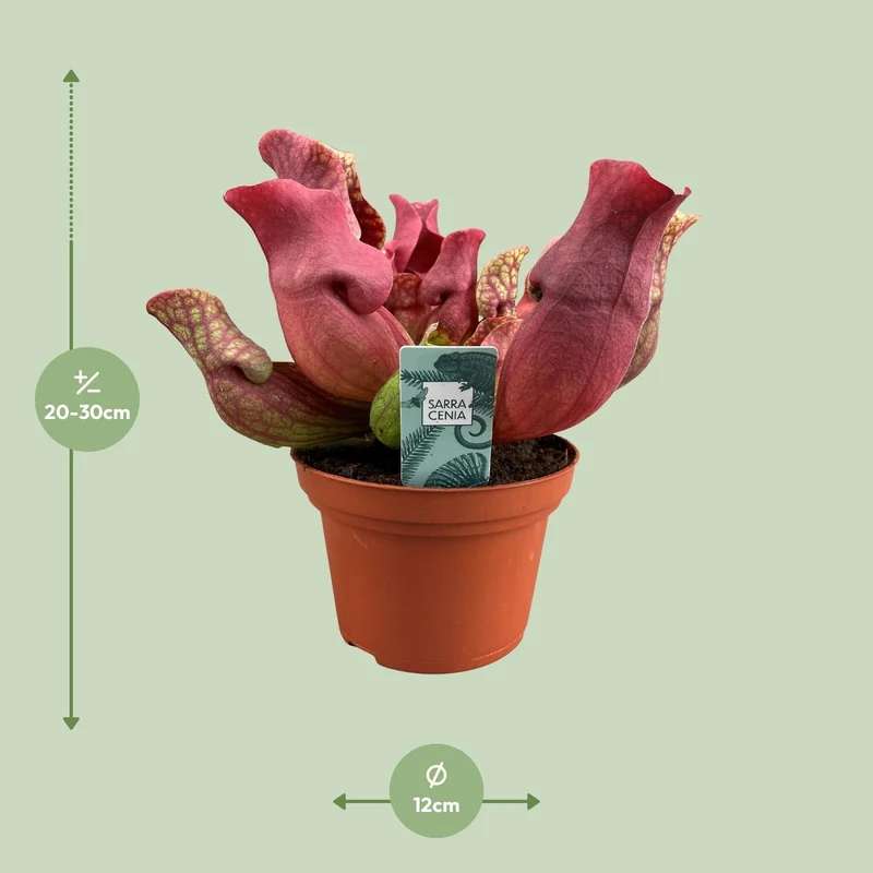 Sarracenia – Schlauchpflanze – verschiedene Sorten – 12 cm Topf