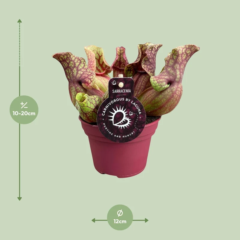 Sarracenia – Schlauchpflanze – verschiedene Sorten – 12 cm Topf