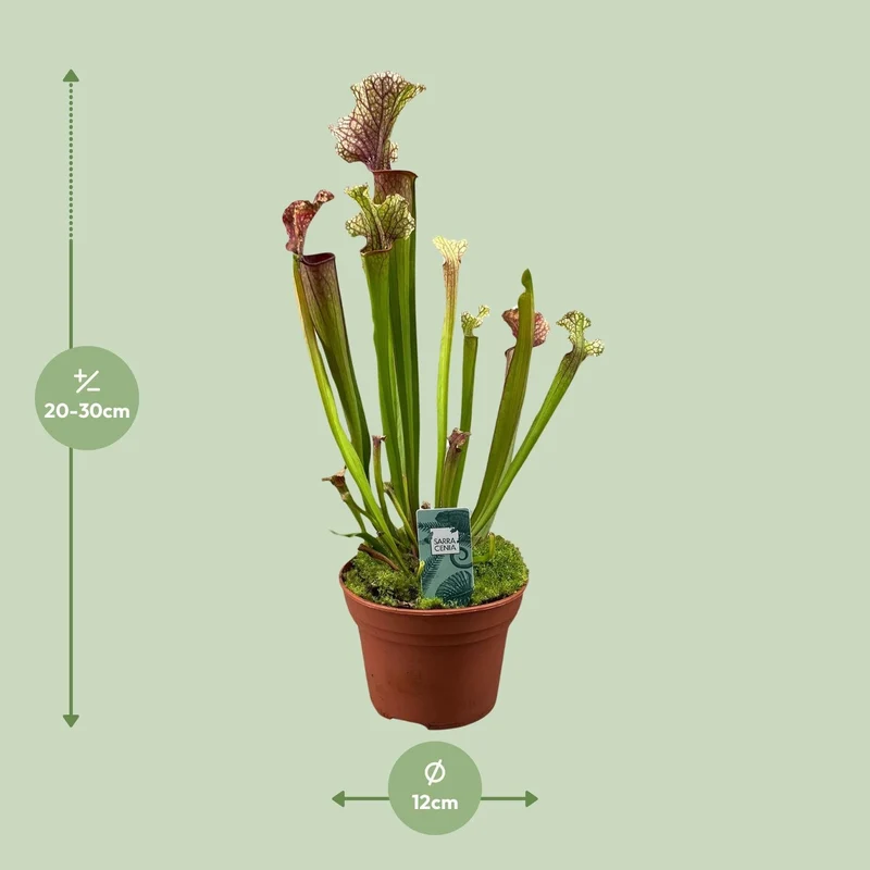 Sarracenia – Schlauchpflanze – verschiedene Sorten – 12 cm Topf
