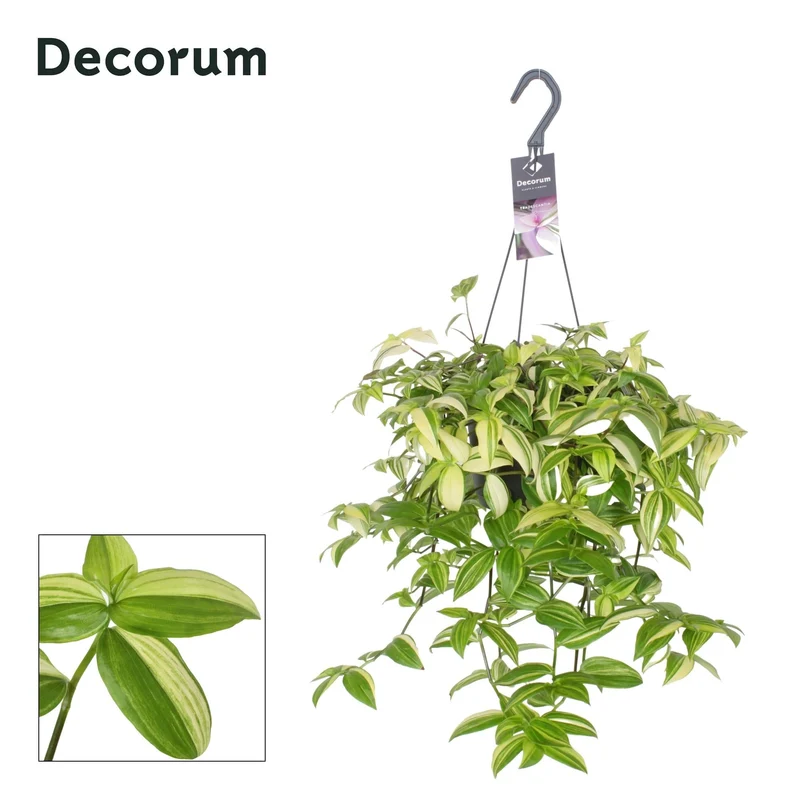 Tradescantia ‘Yellow Hill’ – Dreimasterblume – 17 cm Topf, 40 cm hoch