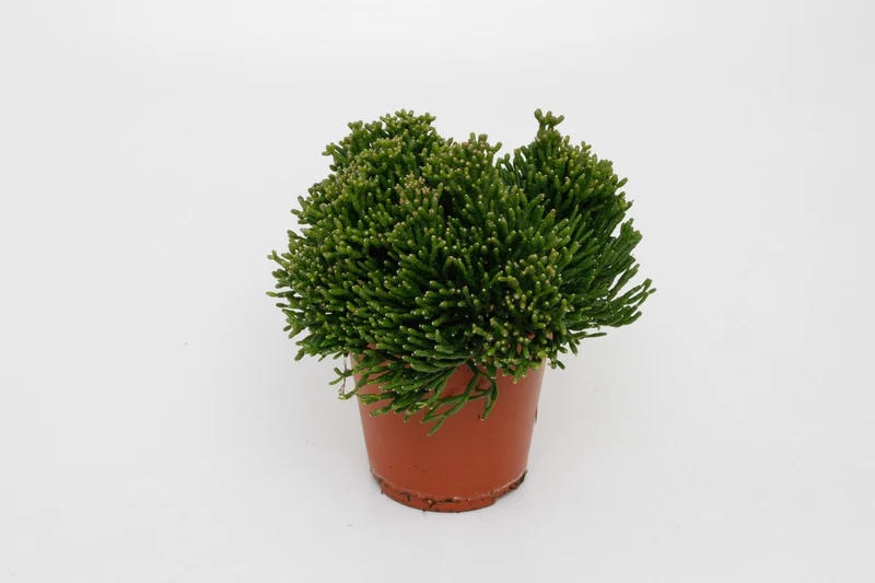 Hatiora salicornioides – Rutenkaktus – 12 cm Topf, 15 cm hoch