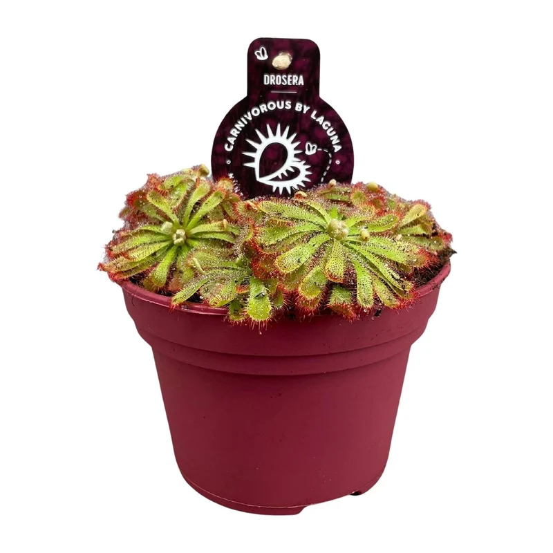 Drosera aliciae – Sonnentau – 12 cm Topf, 12 cm hoch