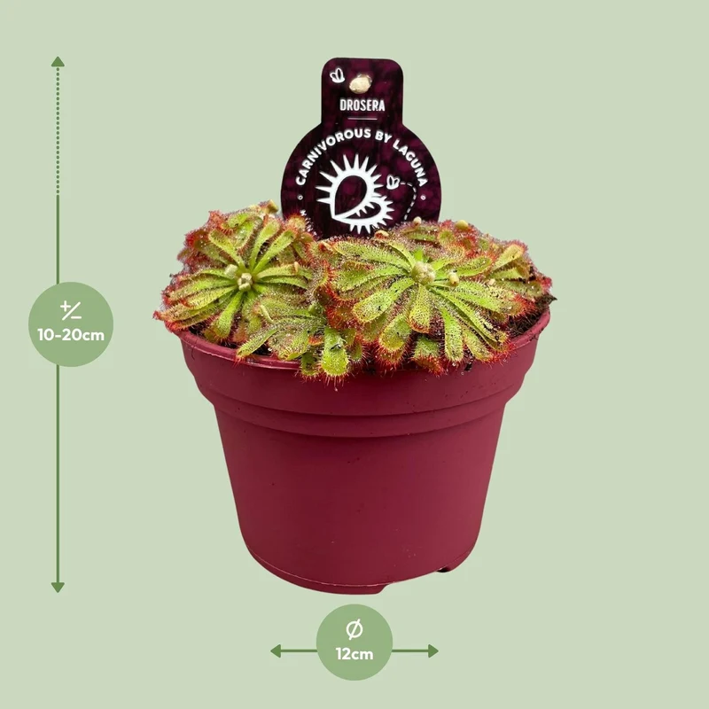 Drosera aliciae – Sonnentau – 12 cm Topf, 12 cm hoch