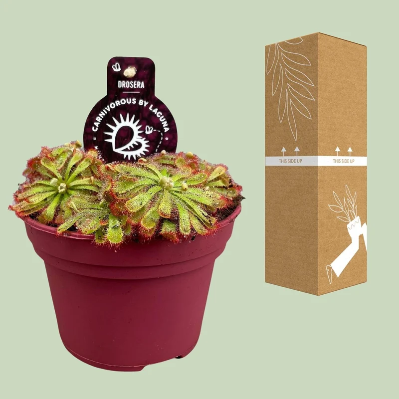 Drosera aliciae – Sonnentau – 12 cm Topf, 12 cm hoch