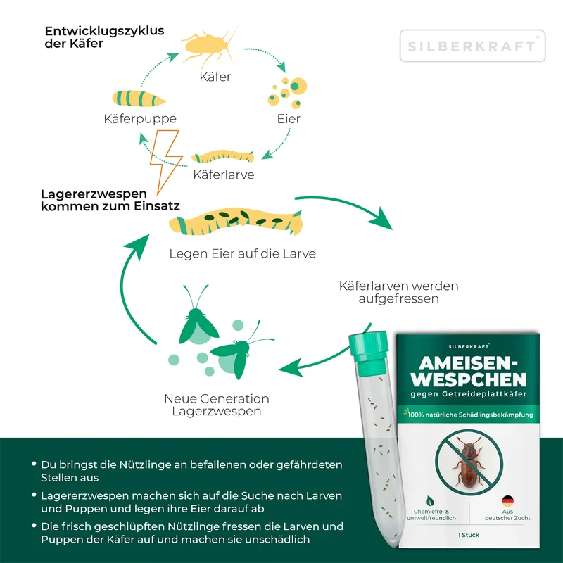 Ameisenwespchen - Cephalonomia tarsalis (CephiTop®)