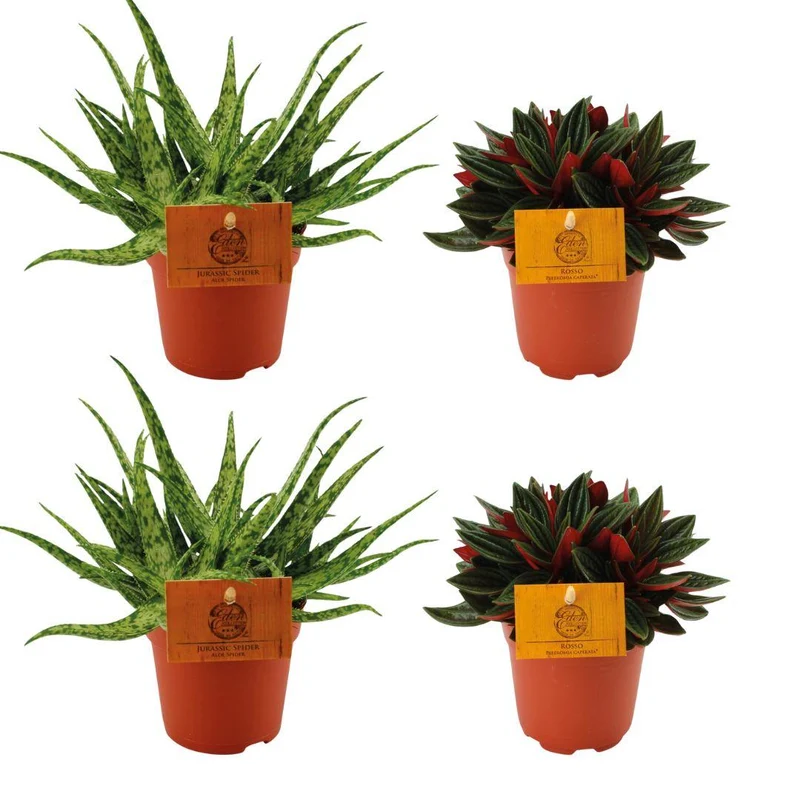 2x Aloe ‘Spider’ & 2x Peperomia ‘Rosso’ – 4 Pflanzen – 10,5 cm Topf, 10 cm hoch